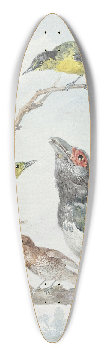 Aert Schouman - Four Different Birds on a Branch 39.3 inch art pintail longboard deck