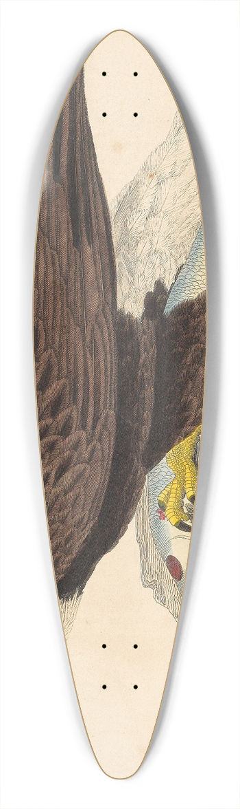 Alexander Wilson - White-headed Eagle 39.3 inch art pintail longboard deck