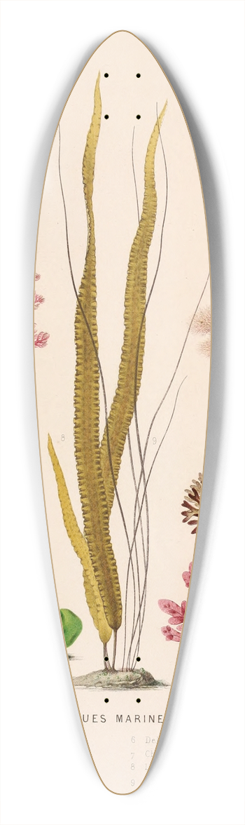 Alfred Frdol - Algues marines 39.3 inch art pintail longboard deck