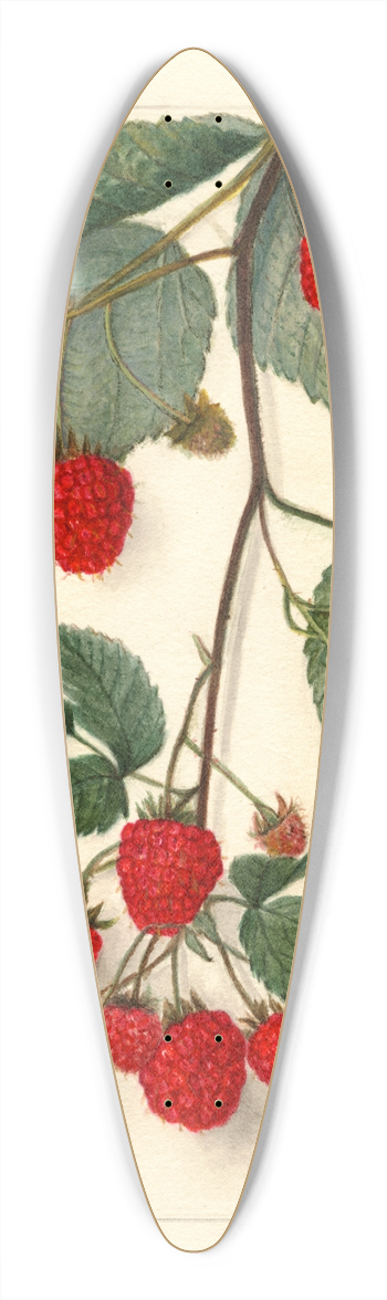 Amanda Almira Newton - Rubus 39.3 inch art pintail longboard deck