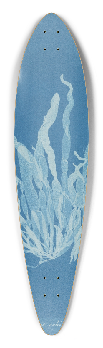 Anna Atkins - Asperococcus echinatus 39.3 inch art pintail longboard deck