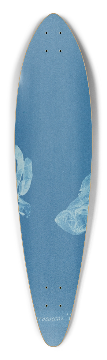 Anna Atkins - Asperococcus Turneri. 39.3 inch art pintail longboard deck