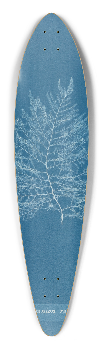 Anna Atkins - Calithamnion roseum 39.3 inch art pintail longboard deck