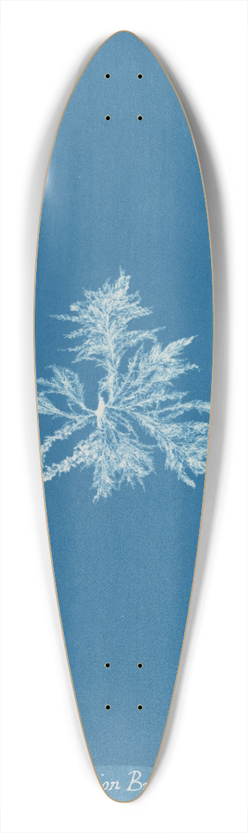 Anna Atkins - Callithamnion Brodii 39.3 inch art pintail longboard deck