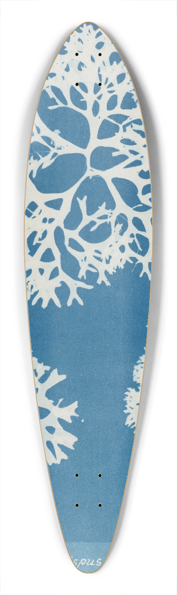 Anna Atkins - Chondrus crispus 39.3 inch art pintail longboard deck