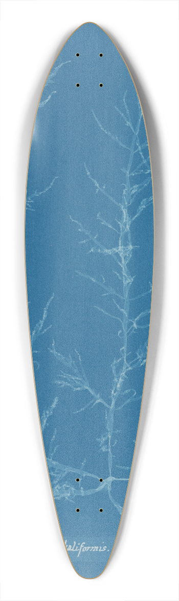 Anna Atkins - Chylocladia kaliformis (in fruit) 39.3 inch art pintail longboard deck