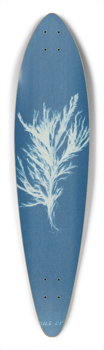 Anna Atkins - Ectocarpus crinitus. 39.3 inch art pintail longboard deck