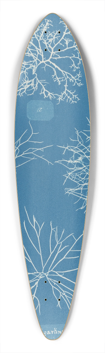 Anna Atkins - Gigartina acicularis, a. in fine fruit 39.3 inch art pintail longboard deck