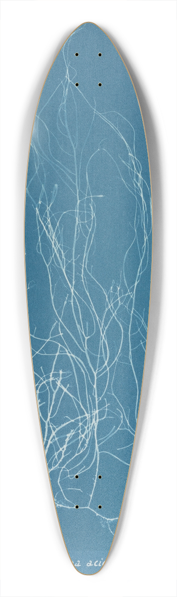 Anna Atkins - Gigartina acicularis 39.3 inch art pintail longboard deck