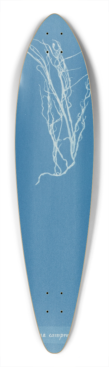 Anna Atkins - Gigartina compressa 39.3 inch art pintail longboard deck
