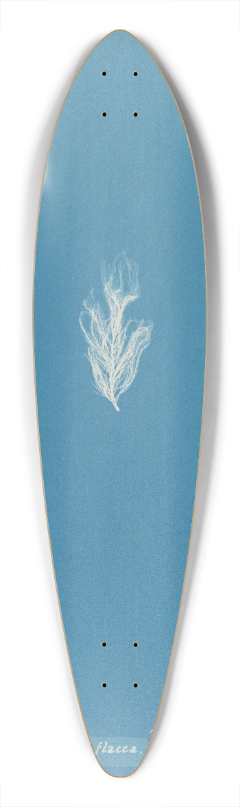 Anna Atkins - Lyngbya flacca 39.3 inch art pintail longboard deck