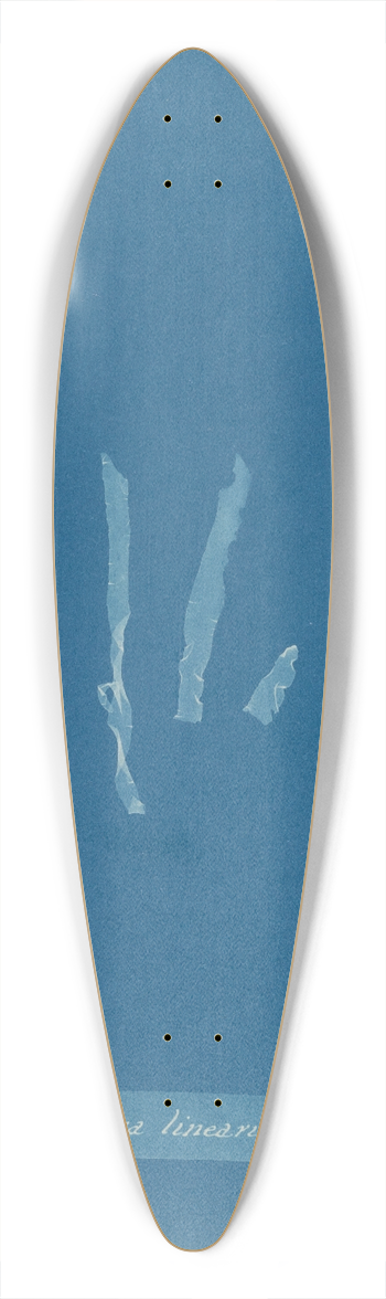 Anna Atkins - Porphyra linearis 39.3 inch art pintail longboard deck