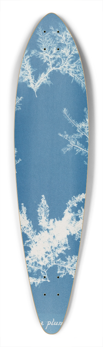 Anna Atkins - Ptilota plumosa 39.3 inch art pintail longboard deck