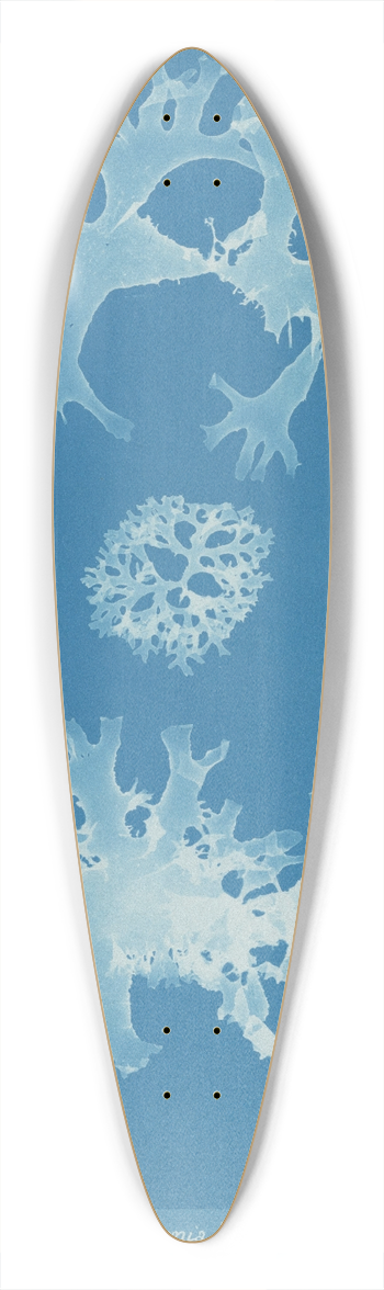 Anna Atkins - Rhodomenia bifida. 39.3 inch art pintail longboard deck