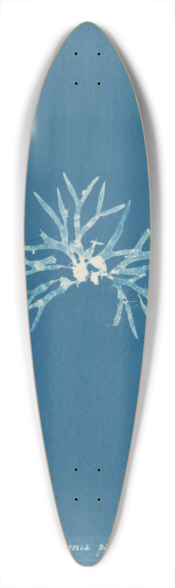 Anna Atkins - Rhodomenia palmetta 39.3 inch art pintail longboard deck
