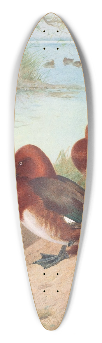 Archibald Thorburn - Ferruginous Duck 39.3 inch art pintail longboard deck