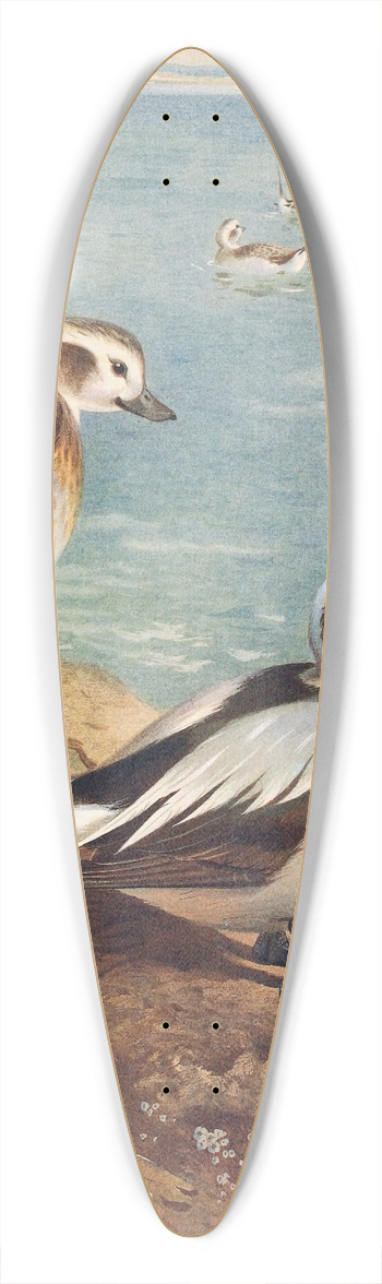 Archibald Thorburn - Long-Tailed Duck (Winter) 39.3 inch art pintail longboard deck