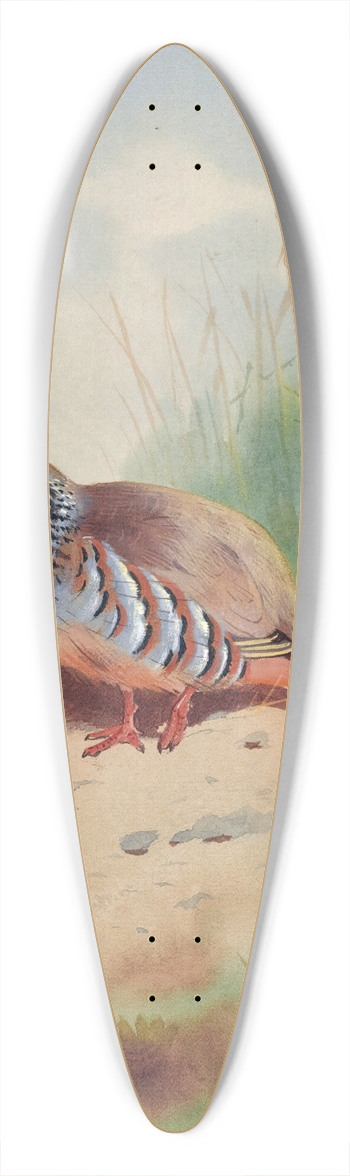 Archibald Thorburn - Red-Legged Partridge 39.3 inch art pintail longboard deck