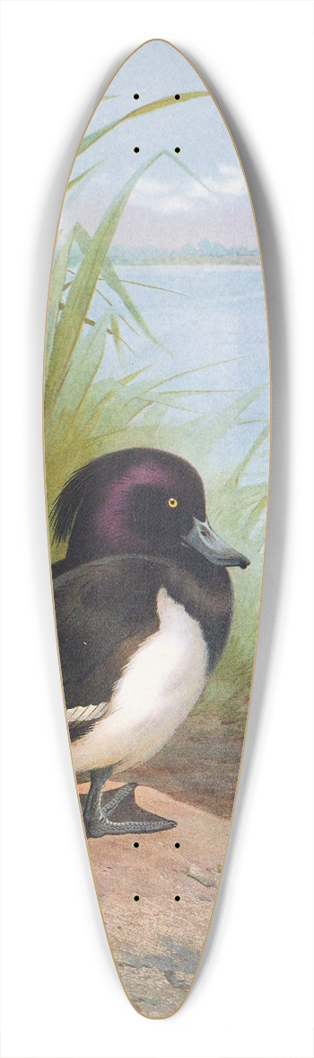 Archibald Thorburn - Tufted Duck 39.3 inch art pintail longboard deck