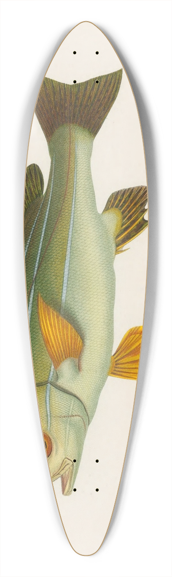 Arthus Bertrand - Pristipoma octolineatum 39.3 inch art pintail longboard deck