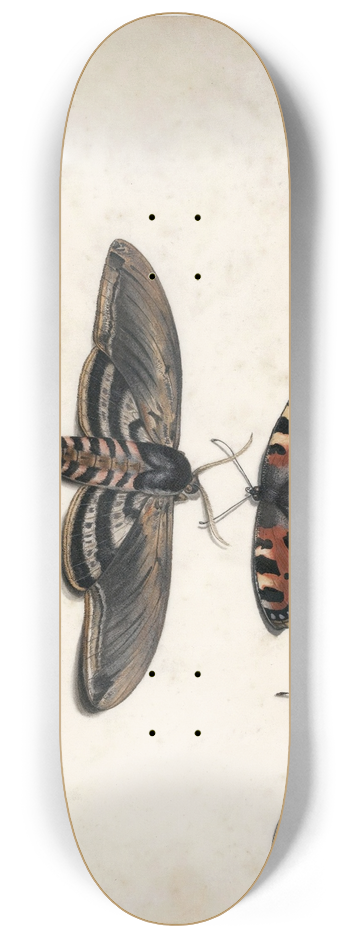 Jan Van Kessel The Elder - Studies Of Five Butterflies And A Hawk Moth 8.25 inch art skate deck