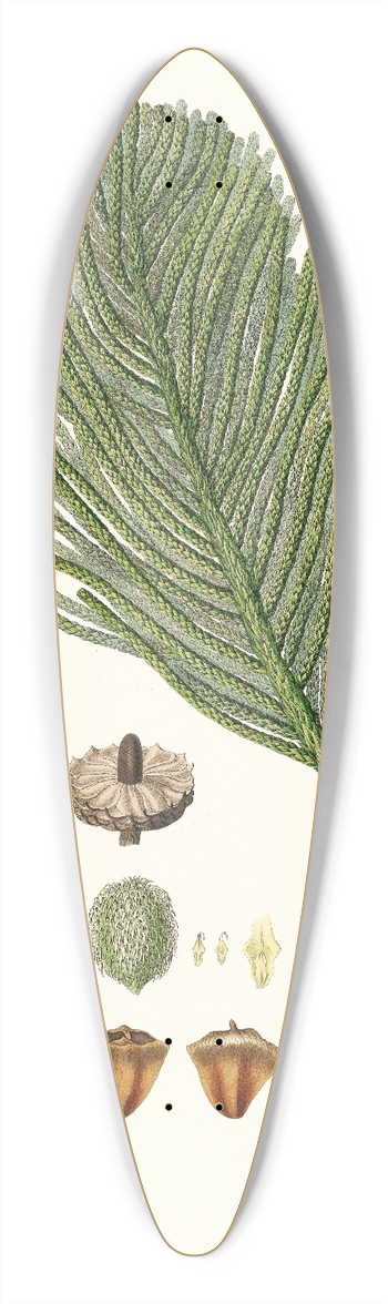 Aylmer Bourke Lambert - Arucaria excelsa = Norfolk Island pine 39.3 inch art pintail longboard deck