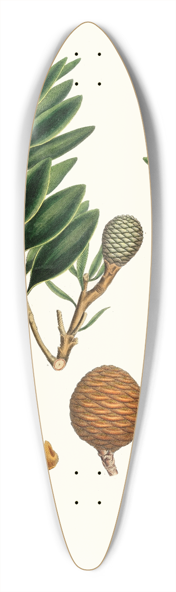 Aylmer Bourke Lambert - Dammara orientalis = Amboyna pitch tree 39.3 inch art pintail longboard deck