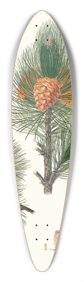 Aylmer Bourke Lambert - Pinus cembra = Siberian stone pine 39.3 inch art pintail longboard deck