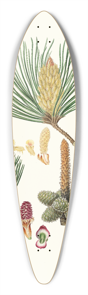 Aylmer Bourke Lambert - Pinus pinaster = The pinaster, or Cluster pine 39.3 inch art pintail longboard deck