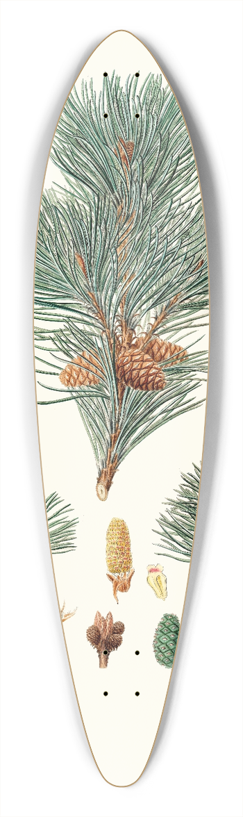 Aylmer Bourke Lambert - Pinus pumilio = The mugho, or Mountain pine. 39.3 inch art pintail longboard deck
