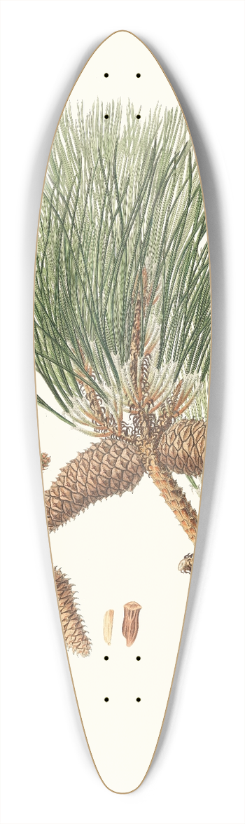 Aylmer Bourke Lambert - Pinus tda = Frankincense pine 39.3 inch art pintail longboard deck