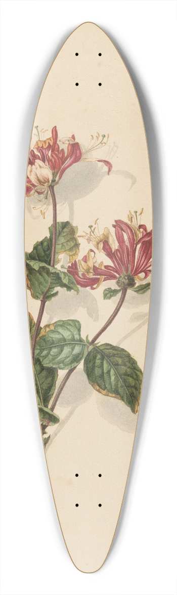 Barend Hendrik Thier - Tak wilde kamperfoelie (Lonicera periclymenum) 39.3 inch art pintail longboard deck