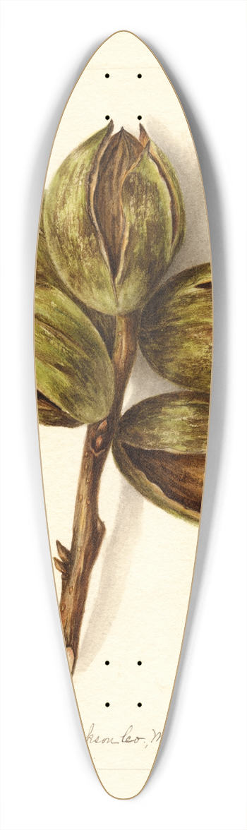 Bertha Heiges - Carya: Delmas 39.3 inch art pintail longboard deck