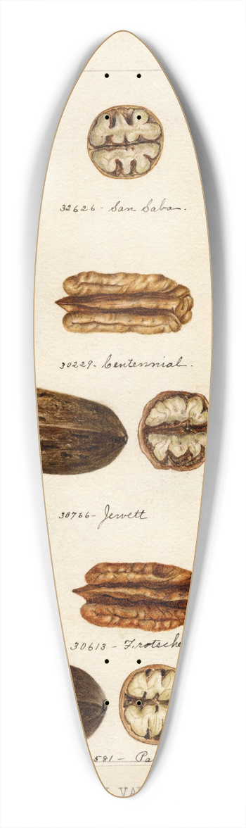 Bertha Heiges - Carya illinoinensis 39.3 inch art pintail longboard deck