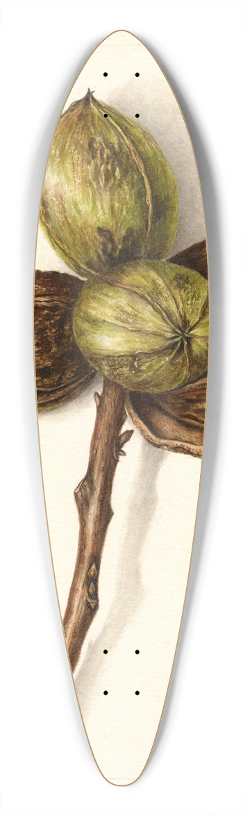 Bertha Heiges - Carya illinoinensis: Stuart 39.3 inch art pintail longboard deck