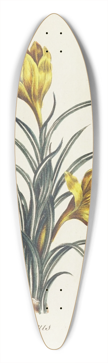 Carington Bowles - Crocus 39.3 inch art pintail longboard deck