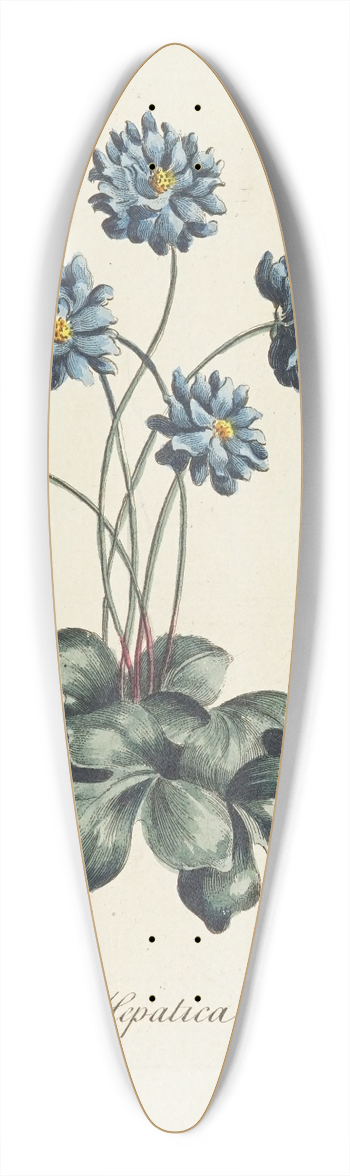 Carington Bowles - Double Hepatica 39.3 inch art pintail longboard deck
