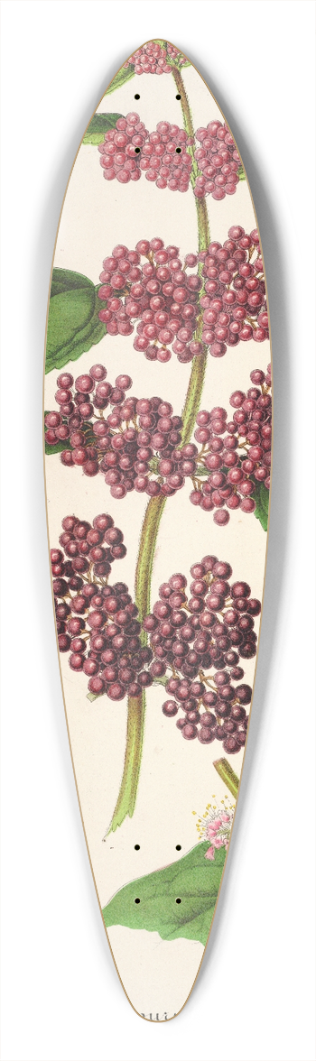 Charles Antoine Lemaire - Callicarpa purpurea 39.3 inch art pintail longboard deck