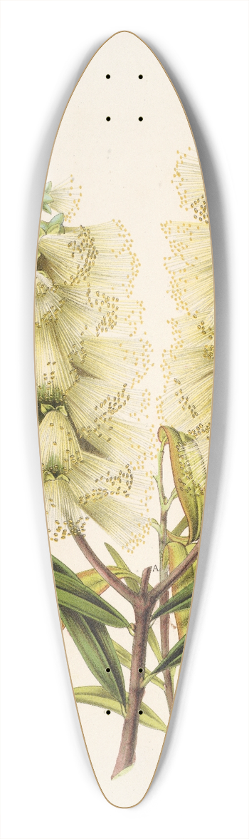 Charles Antoine Lemaire - Callistemon amnus 39.3 inch art pintail longboard deck