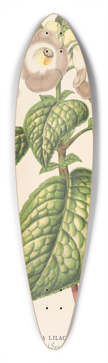 Charles Antoine Lemaire - Chirita lilacina 39.3 inch art pintail longboard deck