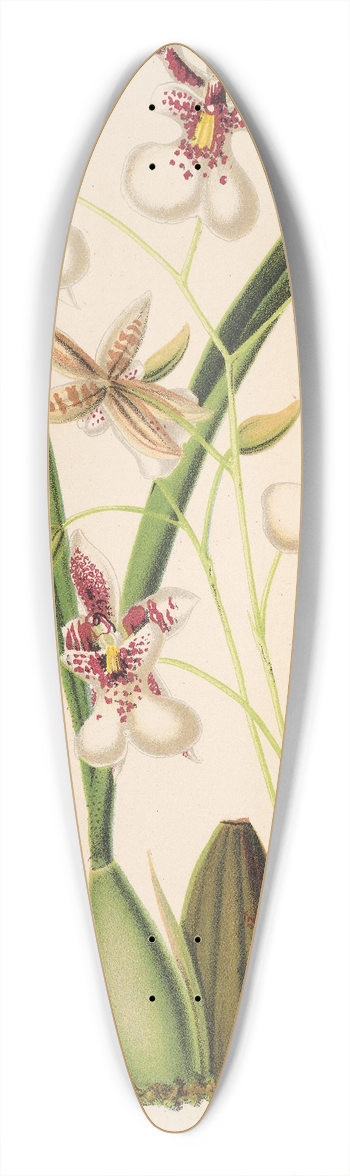 Charles Antoine Lemaire - Oncidium Phalnopsis 39.3 inch art pintail longboard deck