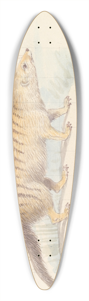 Charles Hamilton Smith - Banded Mongoose. 39.3 inch art pintail longboard deck