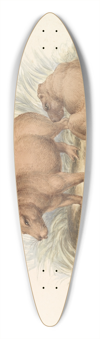 Charles Hamilton Smith - The Capybara. 39.3 inch art pintail longboard deck