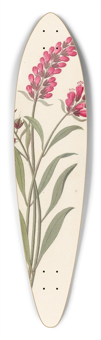 Clemenz Heinrich Wehdemann - Pentand. Monog. [Lysimachia nutans] 39.3 inch art pintail longboard deck
