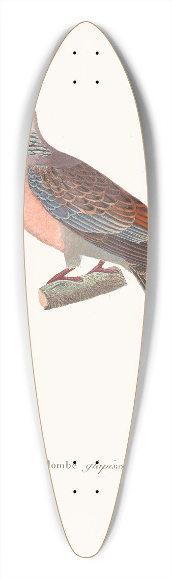 Coenraad Jacob Temminck - Colombe Glapissante 39.3 inch art pintail longboard deck