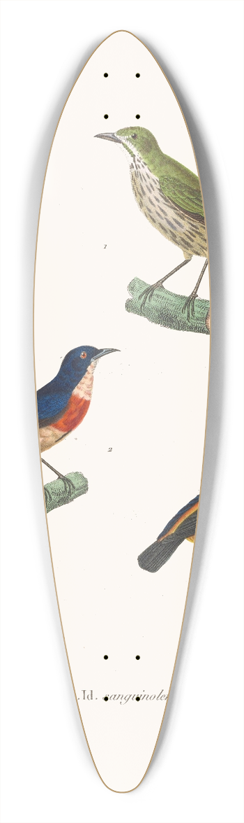 Coenraad Jacob Temminck - Dice Cudor. 39.3 inch art pintail longboard deck