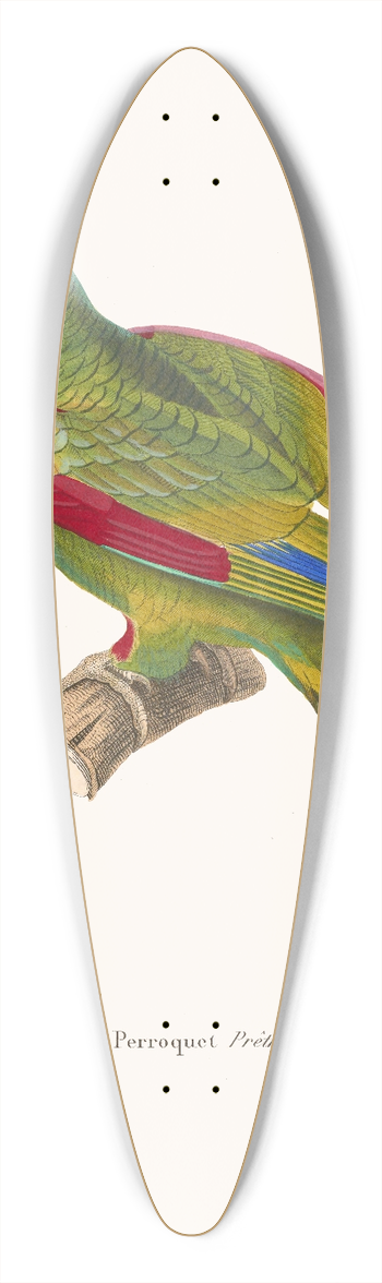Coenraad Jacob Temminck - Perroquet Prtre. 39.3 inch art pintail longboard deck