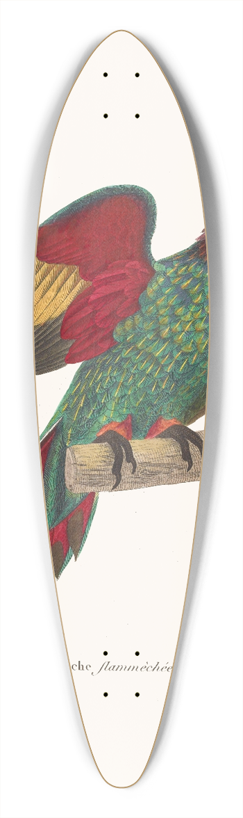 Coenraad Jacob Temminck - Perruche Flammche. 39.3 inch art pintail longboard deck