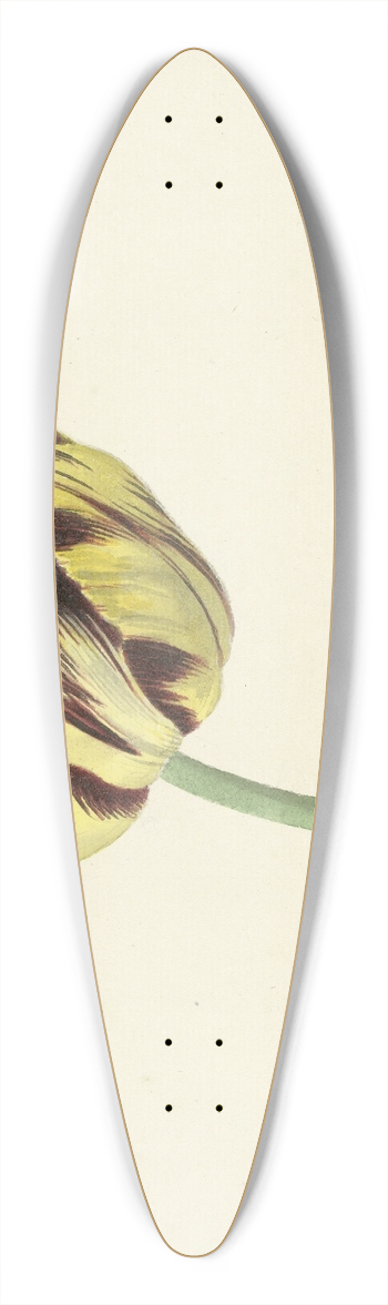 Cornelis van Noorde - Tulp genaamd Bizard Pontifex Romanus 39.3 inch art pintail longboard deck
