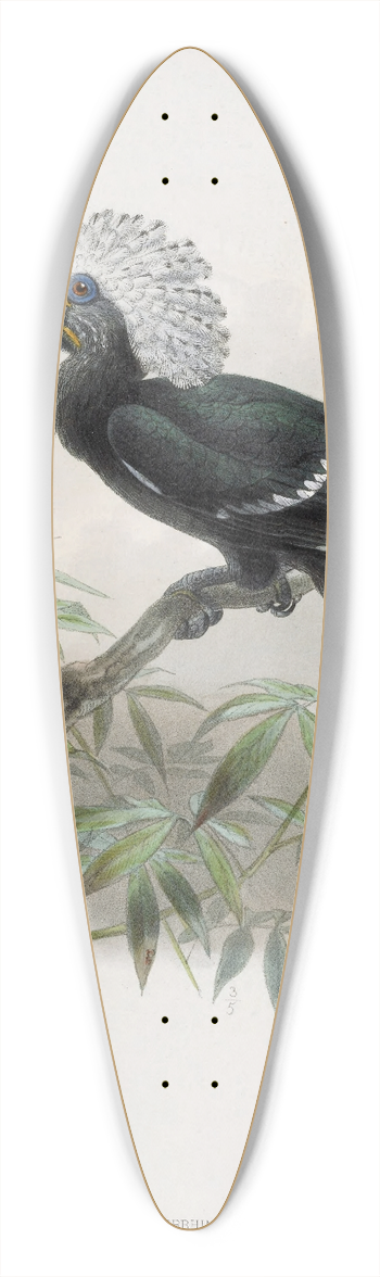 Daniel Giraud Elliot - Anorrhinus albocristatus 39.3 inch art pintail longboard deck